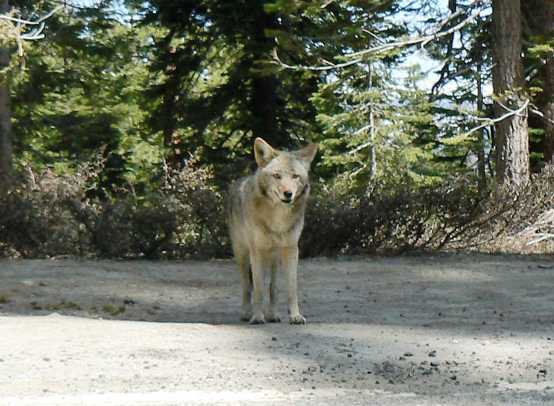 Solve Wolf in Yosemite National Park jigsaw puzzle online with 140 pieces